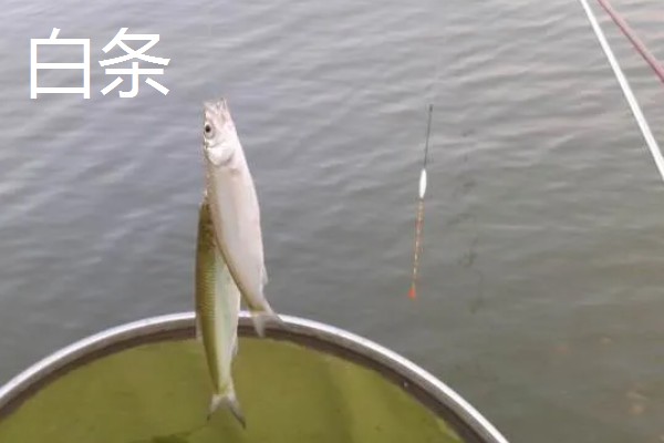 秋田狐鱼钩的适钓鱼种,适合垂钓麦穗鱼、鲫鱼等