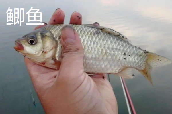 秋田狐鱼钩的适钓鱼种,适合垂钓麦穗鱼、鲫鱼等