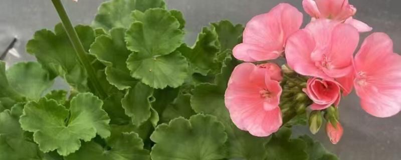 天竺葵如何过冬，将温度控制在10-15℃