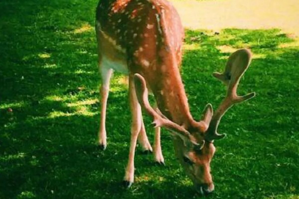 鹿有没有角，大多是雄性有角