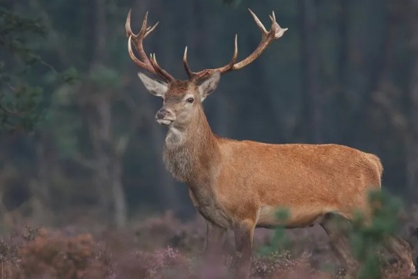 鹿有没有角，大多是雄性有角