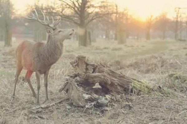 鹿有没有角，大多是雄性有角