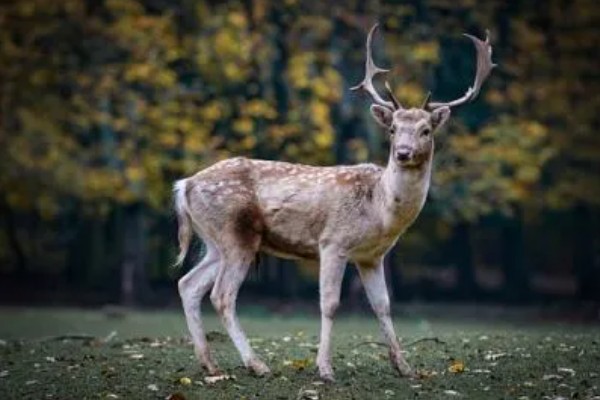 鹿有没有角，大多是雄性有角