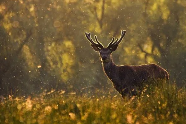 鹿有没有角，大多是雄性有角