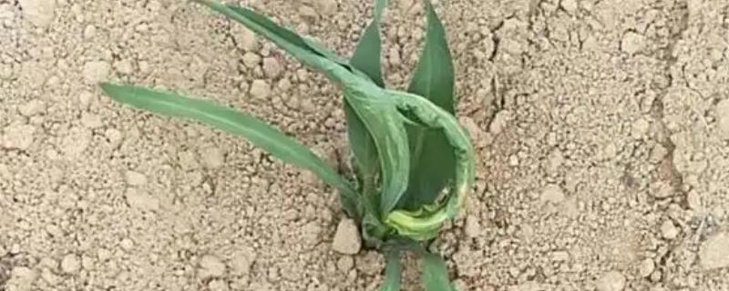 玉米苗卷叶的原因，可能是高温干旱吸收肥水不足