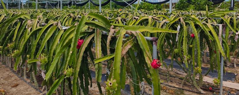 火龙果增甜方法，增加昼夜温差可提高含糖量