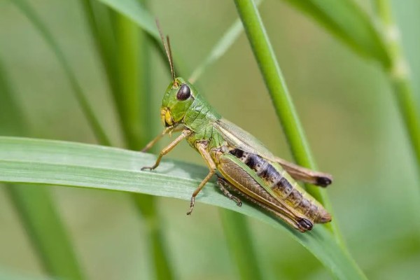 蝗虫对农作物的危害，会将大面积植物的叶片吃完