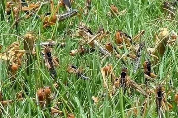 蝗虫对农作物的危害，会将大面积植物的叶片吃完