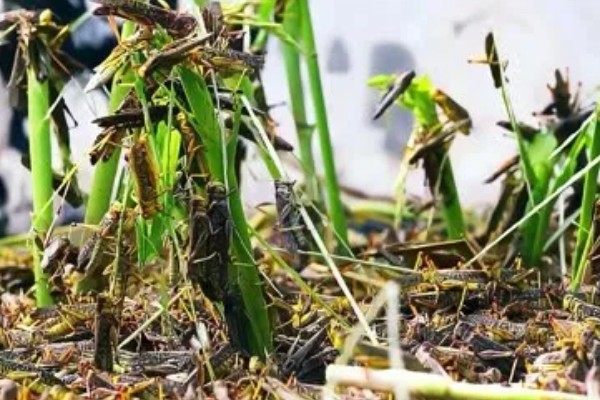 蝗虫对农作物的危害，会将大面积植物的叶片吃完
