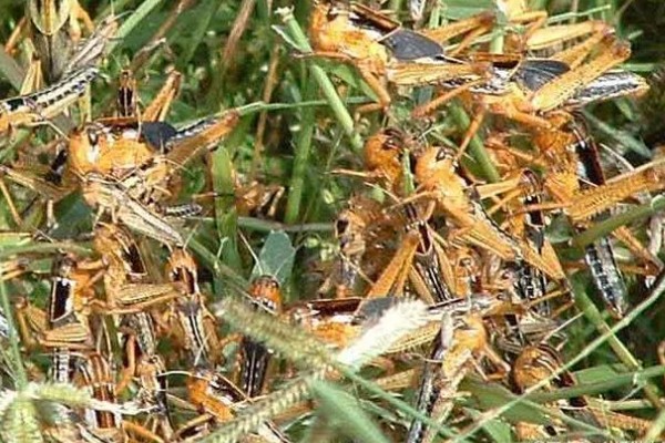 蝗虫对农作物的危害，会将大面积植物的叶片吃完