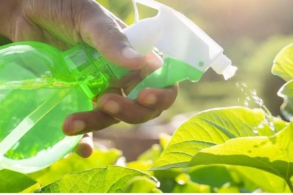 龟背竹长虫子如何解决，人工清除虫体和虫卵或喷施杀虫剂