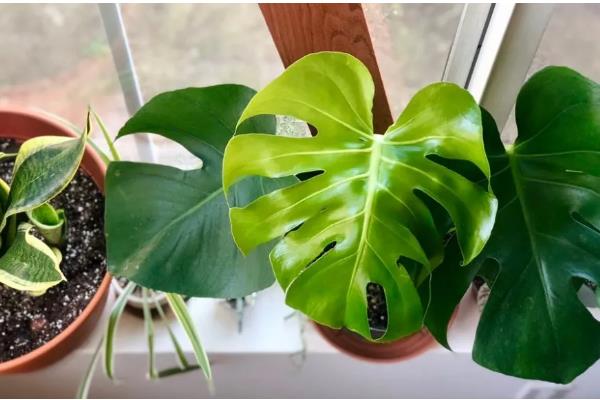 龟背竹长虫子如何解决，人工清除虫体和虫卵或喷施杀虫剂