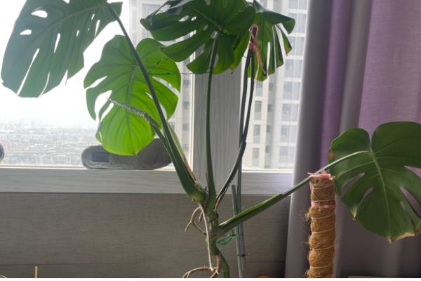 龟背竹长虫子如何解决，人工清除虫体和虫卵或喷施杀虫剂