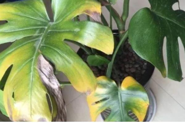 龟背竹长虫子如何解决，人工清除虫体和虫卵或喷施杀虫剂