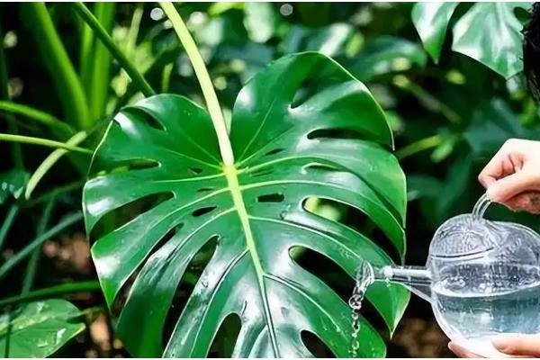 龟背竹长虫子如何解决，人工清除虫体和虫卵或喷施杀虫剂