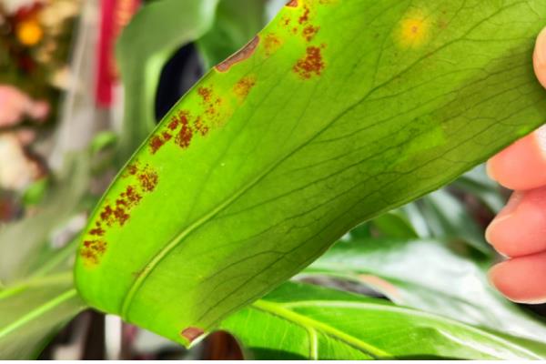 龟背竹长虫子如何解决，人工清除虫体和虫卵或喷施杀虫剂