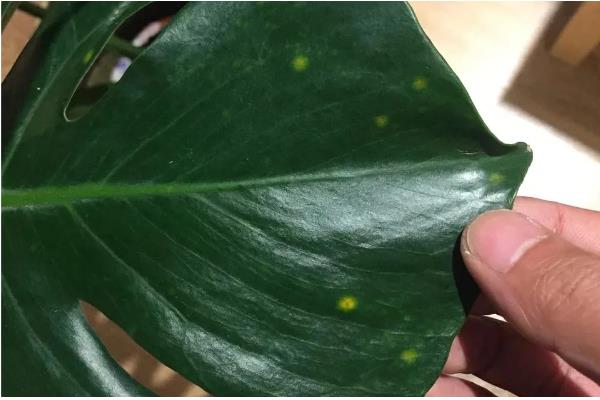 龟背竹长虫子如何解决，人工清除虫体和虫卵或喷施杀虫剂