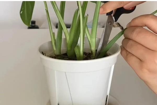 龟背竹长虫子如何解决，人工清除虫体和虫卵或喷施杀虫剂