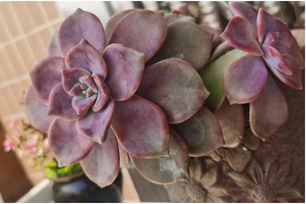 紫乐可以暴晒吗,紫乐不能暴晒