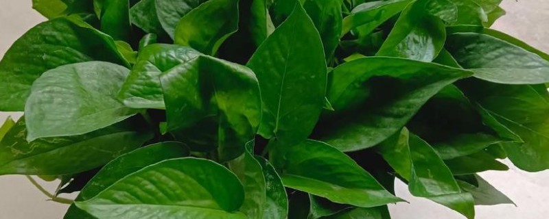 绿萝怎么繁殖，扦插、压条、水培都是常用方法