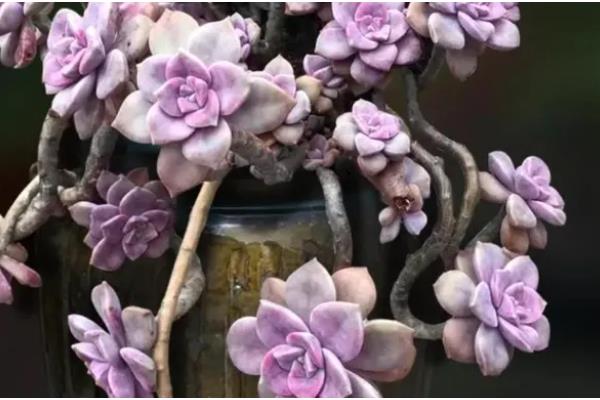 紫乐可以暴晒吗,紫乐不能暴晒