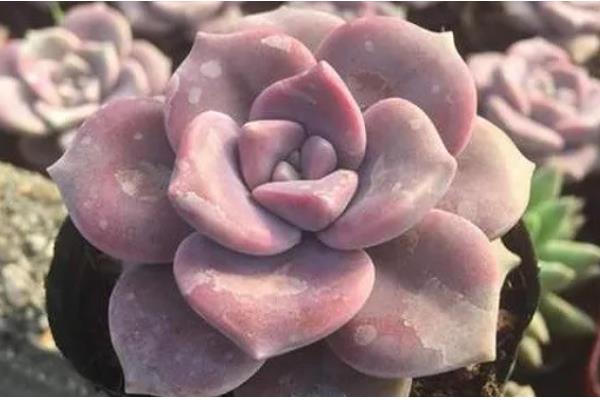 紫乐可以暴晒吗,紫乐不能暴晒