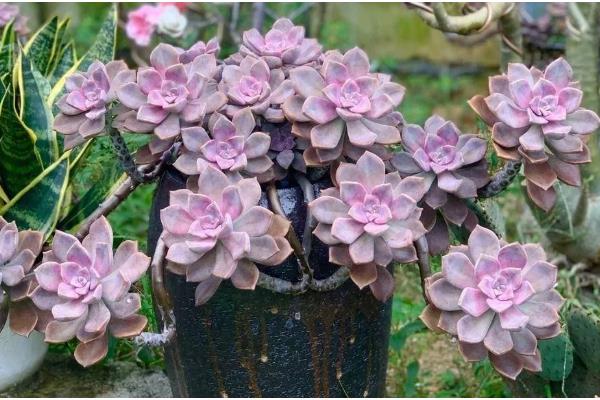 紫乐可以暴晒吗,紫乐不能暴晒