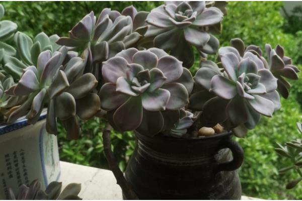 紫乐可以暴晒吗,紫乐不能暴晒