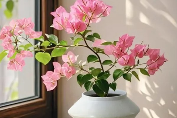 能不能在家里养三角梅，在风水学中它代表吉性