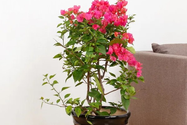 能不能在家里养三角梅，在风水学中它代表吉性