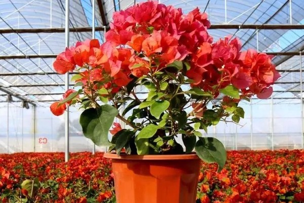 能不能在家里养三角梅，在风水学中它代表吉性