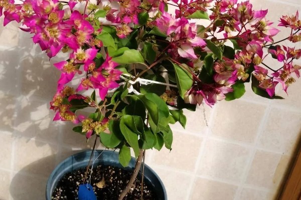 能不能在家里养三角梅，在风水学中它代表吉性