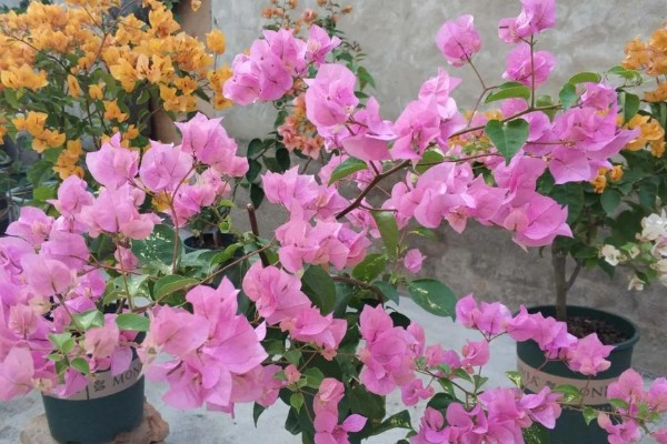 能不能在家里养三角梅，在风水学中它代表吉性