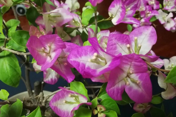 能不能在家里养三角梅，在风水学中它代表吉性