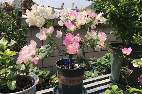 能不能在家里养三角梅，在风水学中它代表吉性