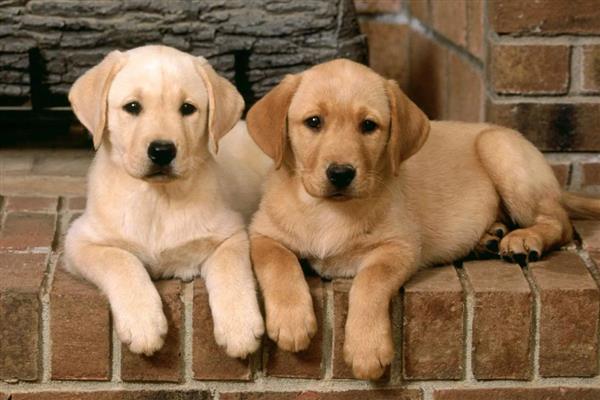 如何判断狗狗被蜱虫咬了，只能检查皮肤表面