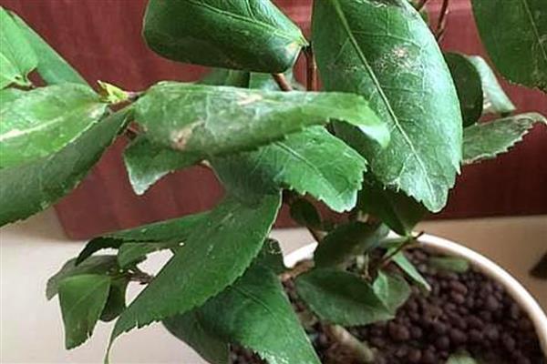 茶花掉叶子的原因，可能是浇水过量所致