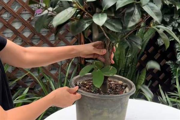 茶花掉叶子的原因，可能是浇水过量所致