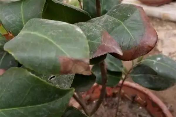茶花掉叶子的原因，可能是浇水过量所致