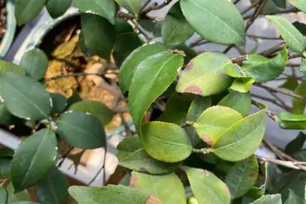 茶花掉叶子的原因，可能是浇水过量所致