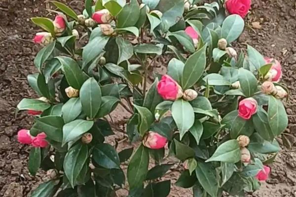 茶花掉叶子的原因，可能是浇水过量所致