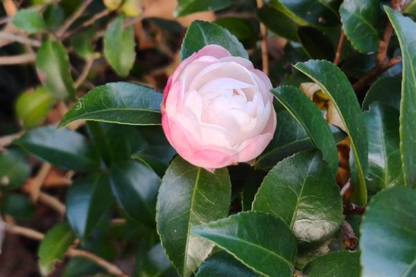 茶花掉叶子的原因，可能是浇水过量所致