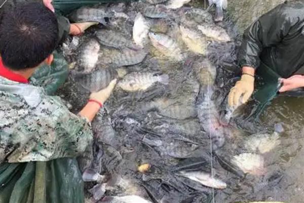 养殖罗非鱼需要什么温度,生长适温28-32℃