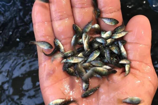 养殖罗非鱼需要什么温度,生长适温28-32℃