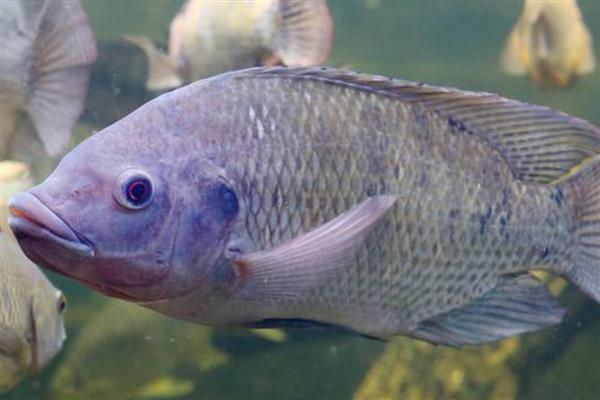 养殖罗非鱼需要什么温度,生长适温28-32℃