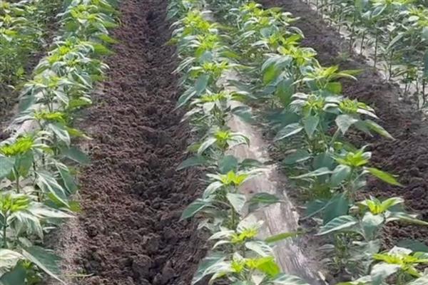 辣椒缓苗期要喷施叶面肥吗，喷施后可以缩短缓苗期