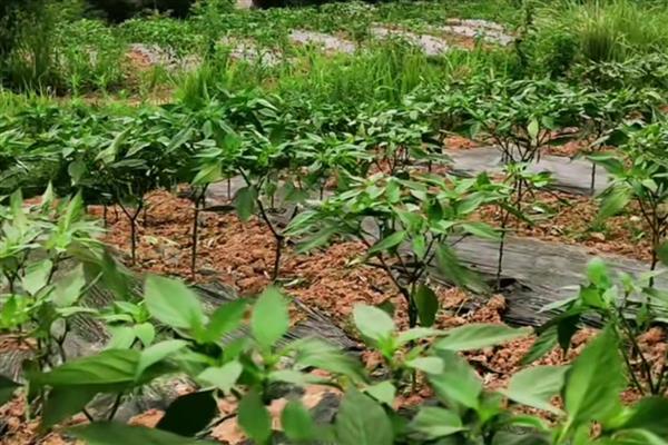 辣椒缓苗期要喷施叶面肥吗，喷施后可以缩短缓苗期