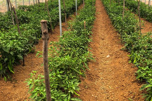 辣椒缓苗期要喷施叶面肥吗，喷施后可以缩短缓苗期