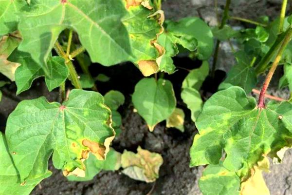 防治棉花常见病虫害的方法，发生枯萎病可用多菌灵灌根