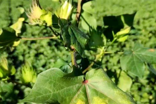 防治棉花常见病虫害的方法，发生枯萎病可用多菌灵灌根